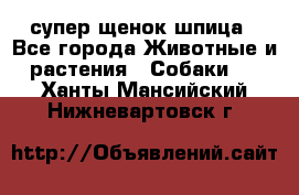 супер щенок шпица - Все города Животные и растения » Собаки   . Ханты-Мансийский,Нижневартовск г.